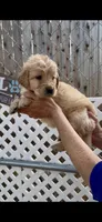 AKC  golden retriever female, a female Golden Retriever and English Cream Golden Retriever for sale in Merced, CA – Photo 4 of 6