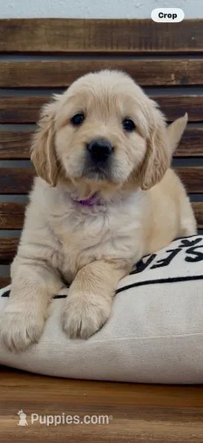 AKC  golden retriever purple collar female available now – Golden Retriever puppy for sale in Modesto, CA