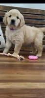 AKC  golden retriever purple collar female available now, a female Golden Retriever for sale in Modesto, CA – Photo 5 of 9