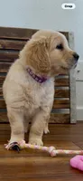 AKC  golden retriever purple collar female available now, a female Golden Retriever for sale in Modesto, CA – Photo 9 of 9