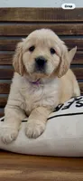 AKC  golden retriever purple collar female available now, a female Golden Retriever for sale in Modesto, CA – Photo 7 of 9