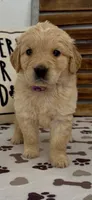 AKC  golden retriever female purple collar, a female Golden Retriever for sale in Merced, CA – Photo 6 of 6
