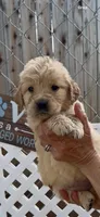 AKC  golden retriever female, a female Golden Retriever and English Cream Golden Retriever for sale in Merced, CA – Photo 3 of 6