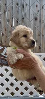AKC  golden retriever female, a female Golden Retriever and English Cream Golden Retriever for sale in Merced, CA – Photo 5 of 6