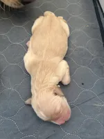 Golden retriever puppy light golden male, a male Golden Retriever and English Cream Golden Retriever for sale in Modesto, CA – 5 of 9