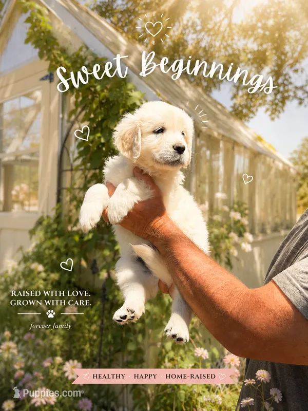 AKC English Cream golden retriever puppy – Golden Retriever, English Cream Golden Retriever puppy for sale in Modesto, CA