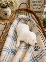Golden Retriever English cream  male, a male Golden Retriever and English Cream Golden Retriever for sale in Modesto, CA – 1 of 9