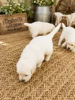 AKC golden retriever puppy male , a male Golden Retriever and English Cream Golden Retriever for sale in Modesto, CA – 5 of 10