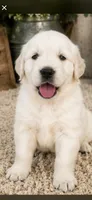 AKC golden retriever puppy male, a male Golden Retriever and English Cream Golden Retriever for sale in Modesto, CA – 10 of 10