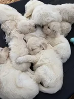 AKC English Cream golden retriever puppy, a  Golden Retriever and English Cream Golden Retriever for sale in Modesto, CA – 2 of 8