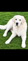 Golden retriever puppy x light golden male, a male Golden Retriever and English Cream Golden Retriever for sale in Modesto, CA – 8 of 10