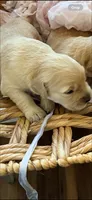 Golden retriever puppy female, a female Golden Retriever for sale in Modesto, CA – 9 of 10