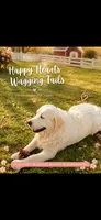AKC golden retriever puppy male, a male Golden Retriever and English Cream Golden Retriever for sale in Modesto, CA – 9 of 10