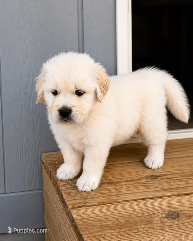 AKC  golden retriever puppy  – Golden Retriever, English Cream Golden Retriever puppy for sale in Modesto, CA