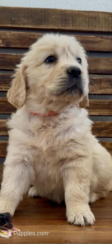 AKC  golden retriever magenta collar female  