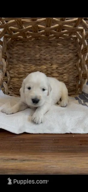 English Cream male 1