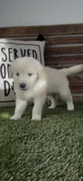 AKC  golden retriever female black collar, a female Golden Retriever and English Cream Golden Retriever for sale in Merced, CA – Photo 5 of 6