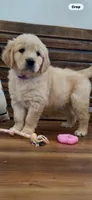 AKC  golden retriever magenta collar female  , a female Golden Retriever and English Cream Golden Retriever for sale in Modesto, CA – Photo 4 of 5