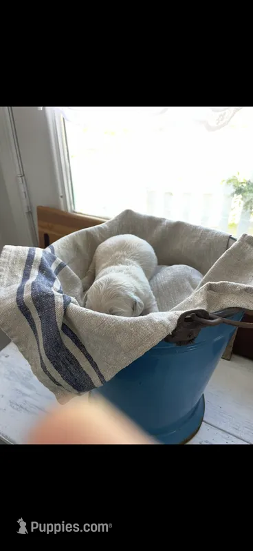 English Cream male 1