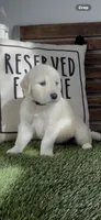 AKC  golden retriever female black collar, a female Golden Retriever and English Cream Golden Retriever for sale in Merced, CA – Photo 2 of 6