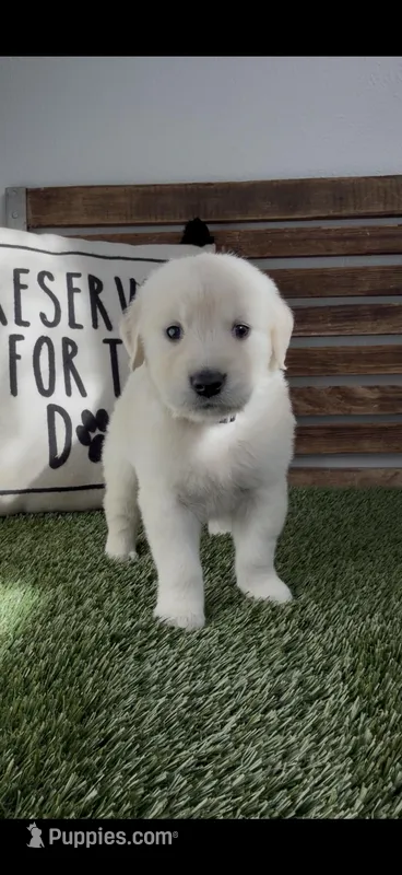 AKC  golden retriever female black collar, a female Golden Retriever and English Cream Golden Retriever for sale in Merced, CA – Photo 1 of 6