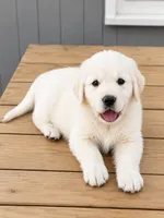 AKC Golden Retriever puppy female, a female Golden Retriever and English Cream Golden Retriever for sale in Modesto, CA – 1 of 6