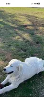Golden retriever puppy light golden Christmas litter, a  Golden Retriever for sale in Modesto, CA – 4 of 8