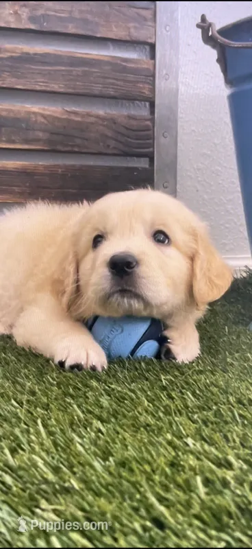 Golden retriever puppy light golden  – Golden Retriever puppy for sale in Modesto, CA