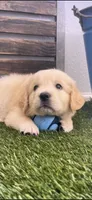 Golden retriever puppy light golden male, a male Golden Retriever for sale in Modesto, CA – 2 of 10