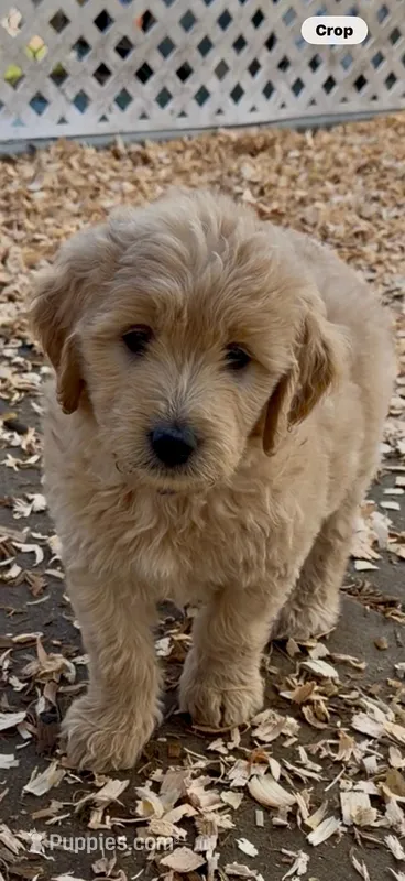 Goldendoodle female