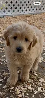 Goldendoodle female, a female Goldendoodle and Golden Retriever for sale in Merced, CA – Photo 1 of 3