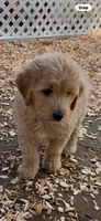 Goldendoodle female, a female Goldendoodle and Golden Retriever for sale in Merced, CA – Photo 2 of 3
