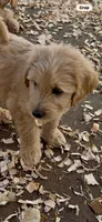 Goldendoodle female, a female Goldendoodle and Golden Retriever for sale in Merced, CA – Photo 3 of 3