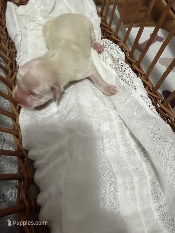 AKC golden retriever puppy English Cream female – Golden Retriever, English Cream Golden Retriever puppy for sale in Modesto, CA