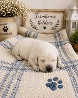 English Cream golden retriever puppy make, a male Golden Retriever and English Cream Golden Retriever for sale in Modesto, CA – 1 of 9