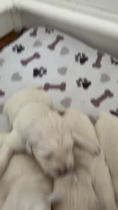 AKC English cream golden retriever puppy , a male Golden Retriever and English Cream Golden Retriever for sale in Modesto, CA – 4 of 5