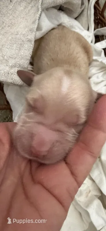 AKC golden retriever puppy female  – Golden Retriever, English Cream Golden Retriever puppy for sale in Modesto, CA