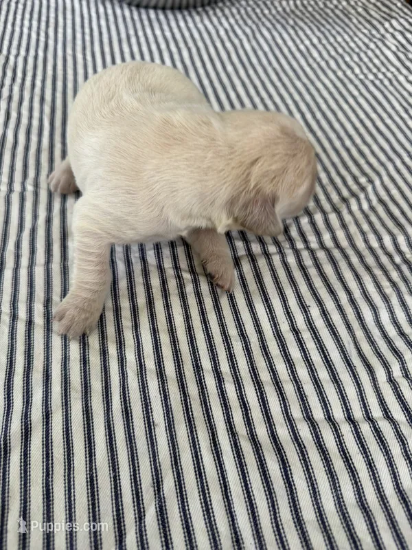 Golden retriever puppy x light golden male – Golden Retriever, English Cream Golden Retriever puppy for sale in Modesto, CA