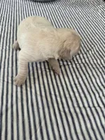 Golden retriever puppy x light golden male, a male Golden Retriever and English Cream Golden Retriever for sale in Modesto, CA – 1 of 10