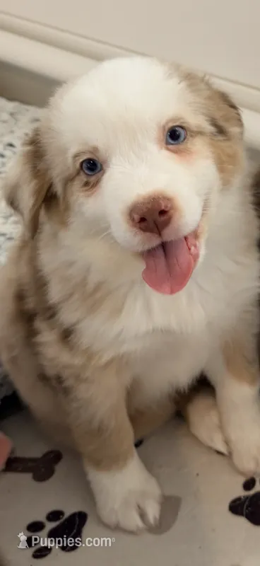 AKC Australian shepherd red Merle female – Australian Shepherd puppy for sale in Modesto, CA