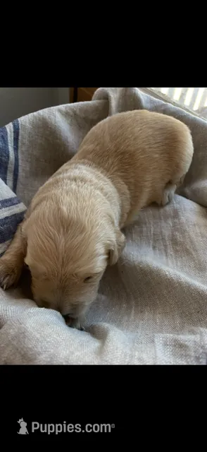 AKC Golden Retriever puppy 6