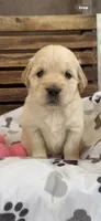 AKC Golden Retriever light golden female, a female Golden Retriever and English Cream Golden Retriever for sale in Manteca, CA – Photo 1 of 3