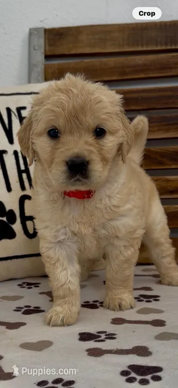 AKC Golden Retriever red collar  female, a female Golden Retriever for sale in Merced, CA – Photo 1 of 7