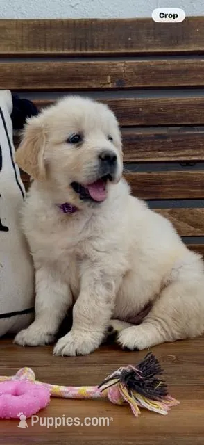 AKC Golden Retriever orange collar  female