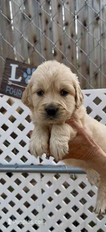 AKC Golden Retriever  golden female