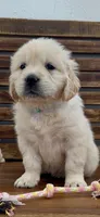 AKC Golden Retriever orange collar  female, a female Golden Retriever for sale in Modesto, CA – Photo 3 of 8