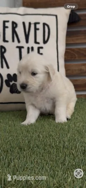 AKC Golden Retriever yellow  collar  female