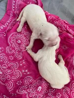 English Cream golden retriever female, a female Golden Retriever and English Cream Golden Retriever for sale in Modesto, CA – Photo 2 of 6