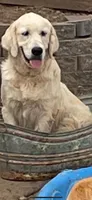 English Cream golden retriever female, a female Golden Retriever and English Cream Golden Retriever for sale in Modesto, CA – Photo 5 of 6