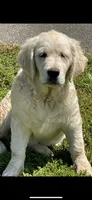 English Cream golden retriever female, a female Golden Retriever and English Cream Golden Retriever for sale in Modesto, CA – Photo 4 of 6